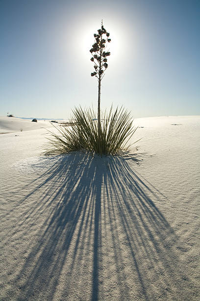 yucca ve sněhu